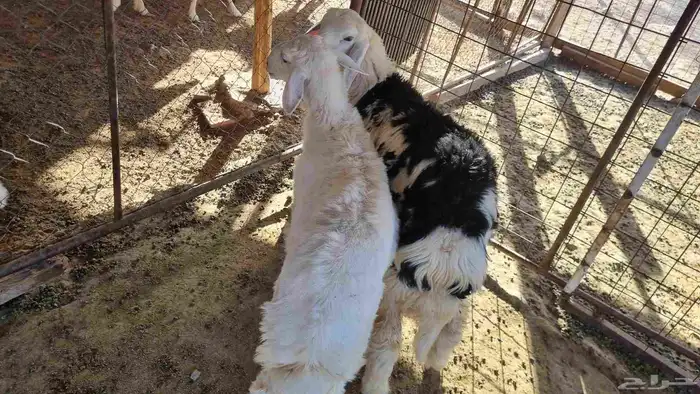 رخال للبيع 2