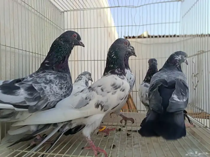 حمام باكستاني طيار 3