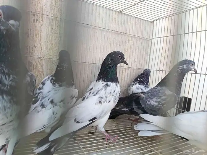 حمام باكستاني طيار 0