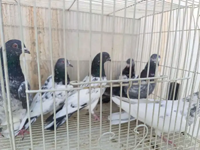 حمام باكستاني طيار 1