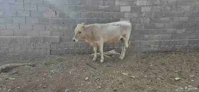 حسلان للبيع مشروكه الماني سويسري والماني هولندي index