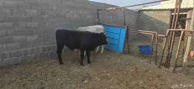 حسلان للبيع مشروكه الماني سويسري والماني هولندي index