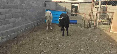 حسلان للبيع مشروكه الماني سويسري والماني هولندي index