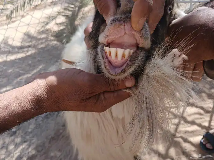 تيس فحل اصفر سديس موضح في الصوره 3