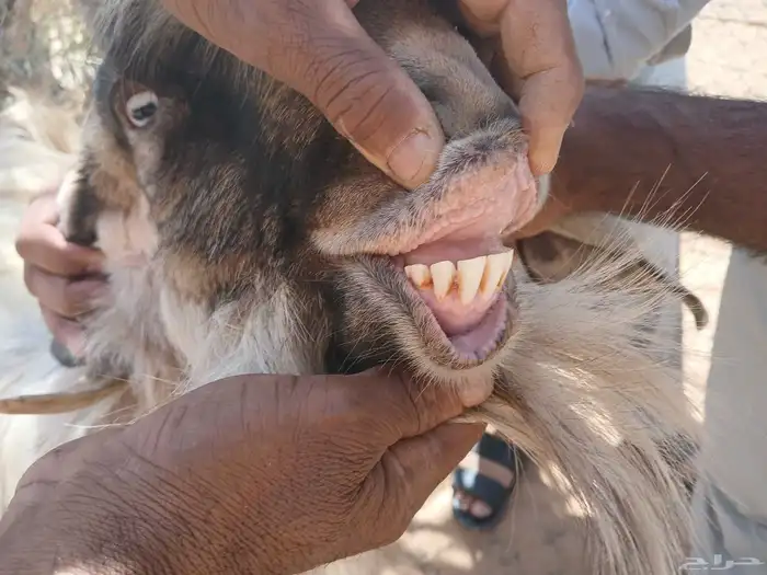 تيس فحل اصفر سديس موضح في الصوره 2