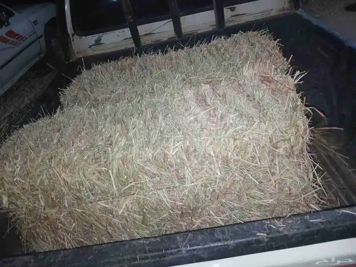ذره حمره ناعمه للبيع 0