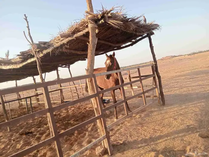 خيول انجليزيه ممتازه للتدريب هاديه جدا جدا 3