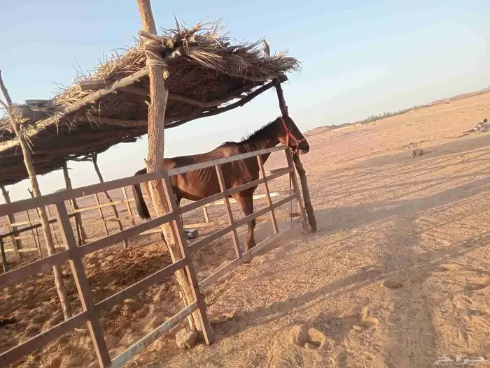 خيول انجليزيه ممتازه للتدريب هاديه جدا جدا 6