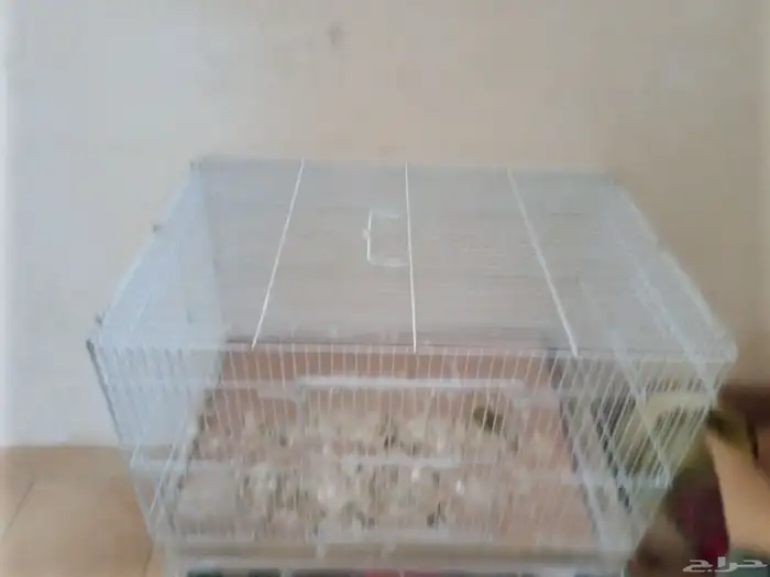 سمان 8