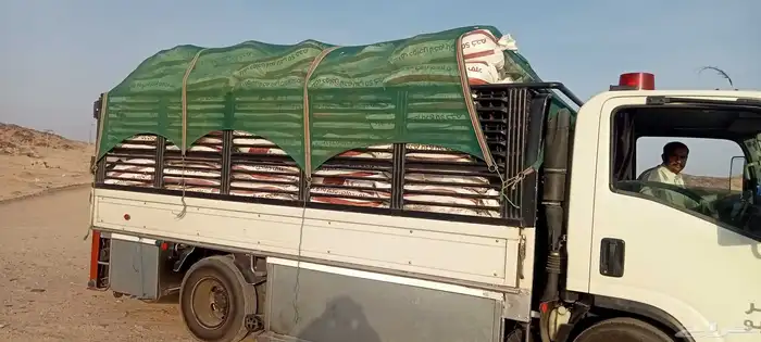 سماد دجاج لاحم لجميع انواع الزراعه والأشجار 0