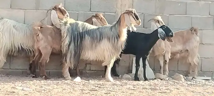 معزه مصريه العدد 5 مقرعات من شهر وحوله 9