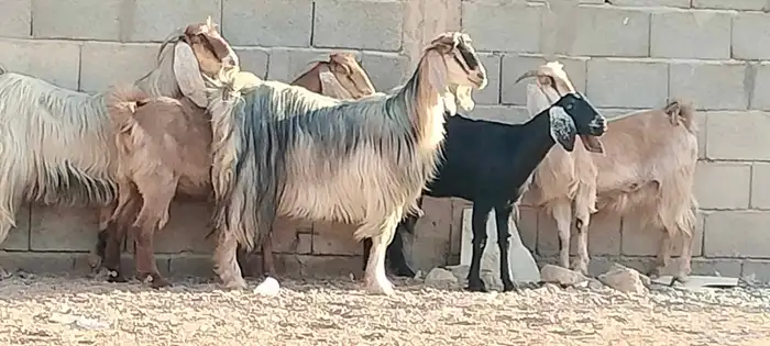 معزه مصريه العدد 5 مقرعات من شهر وحوله 4