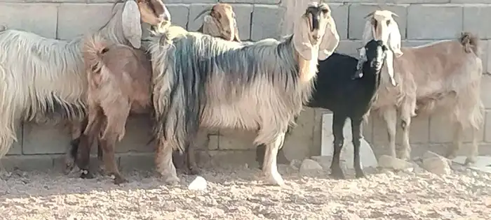 معزه مصريه العدد 5 مقرعات من شهر وحوله 5