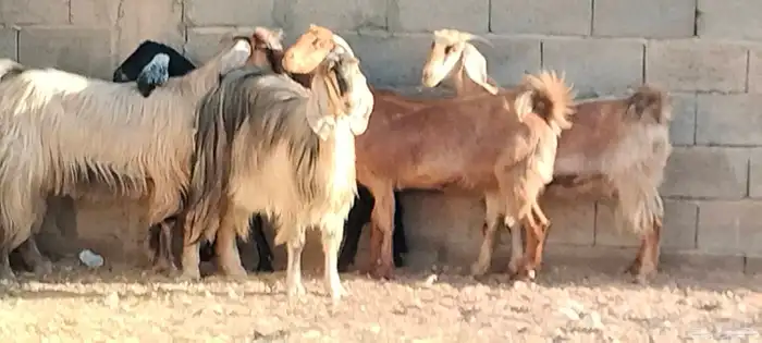 معزه مصريه العدد 5 مقرعات من شهر وحوله 1