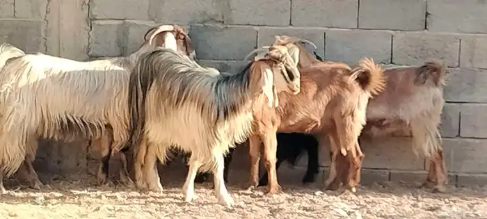 معزه مصريه العدد 5 مقرعات من شهر وحوله 2