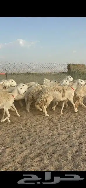 رخال حريات جدعان وتنايه ورباع صنف الصنف عددها 41 دفيع 1