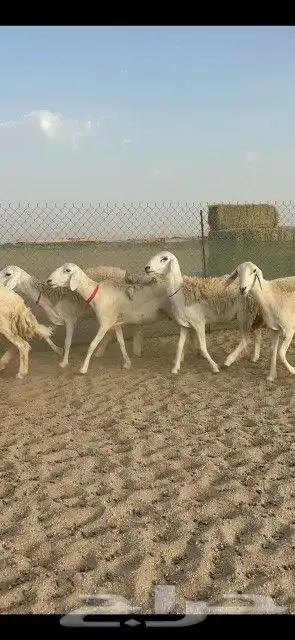 رخال حريات جدعان وتنايه ورباع صنف الصنف عددها 41 دفيع 7