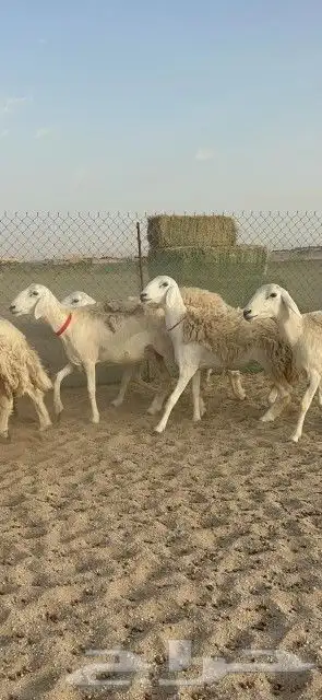 رخال حريات جدعان وتنايه ورباع صنف الصنف عددها 41 دفيع 0