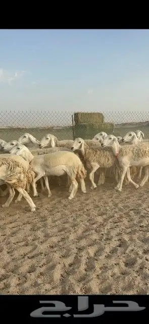 رخال حريات جدعان وتنايه ورباع صنف الصنف عددها 41 دفيع 3