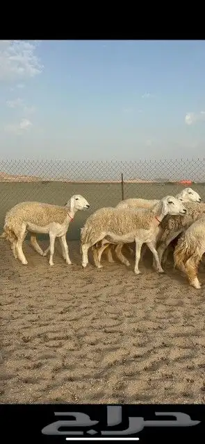 رخال حريات جدعان وتنايه ورباع صنف الصنف عددها 41 دفيع 2