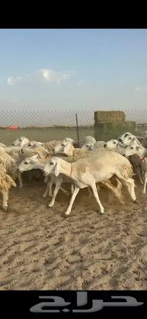 رخال حريات جدعان وتنايه ورباع صنف الصنف عددها 41 دفيع 6