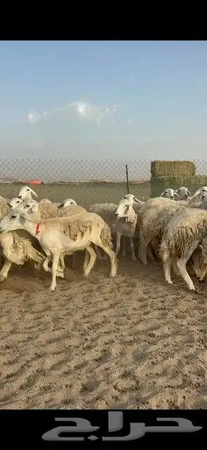 رخال حريات جدعان وتنايه ورباع صنف الصنف عددها 41 دفيع 4