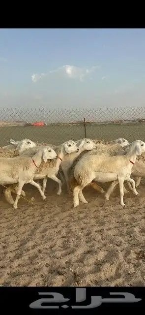 رخال حريات جدعان وتنايه ورباع صنف الصنف عددها 41 دفيع 5