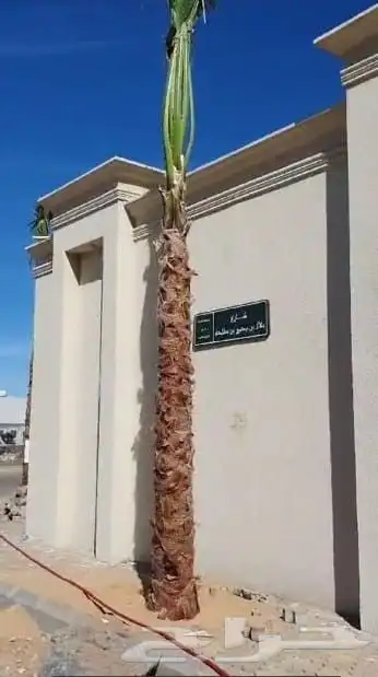 زيتون وشنطوني سرو شجر زيتون 1