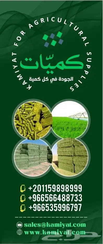 برسيم صافي امريكي شد 400 كيلو الحبة البيع بالطن 0