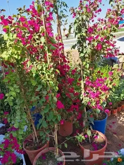 يوجد لدينا جميع انواع النخيل ولاشجار 6