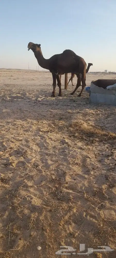 بعير مجهم فحل 0