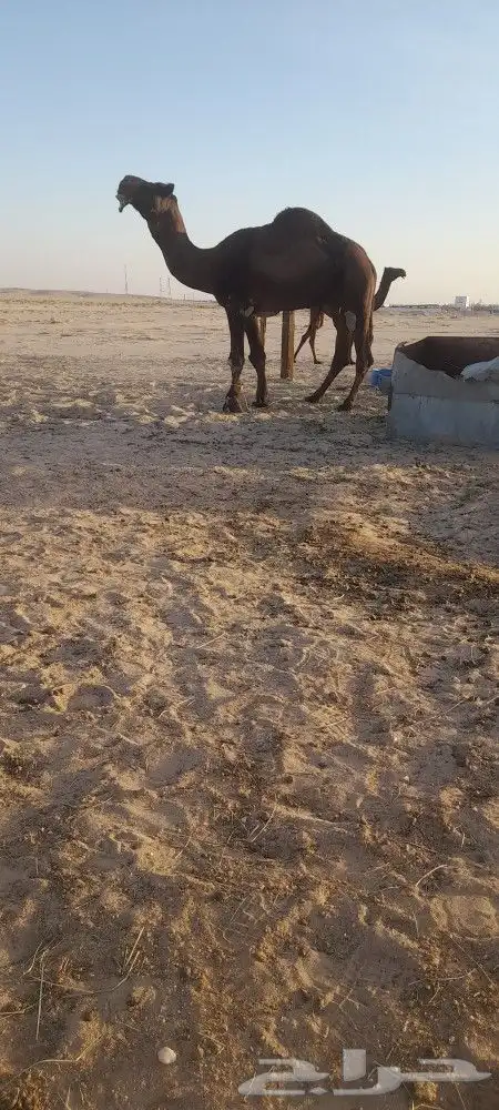 بعير مجهم فحل 1