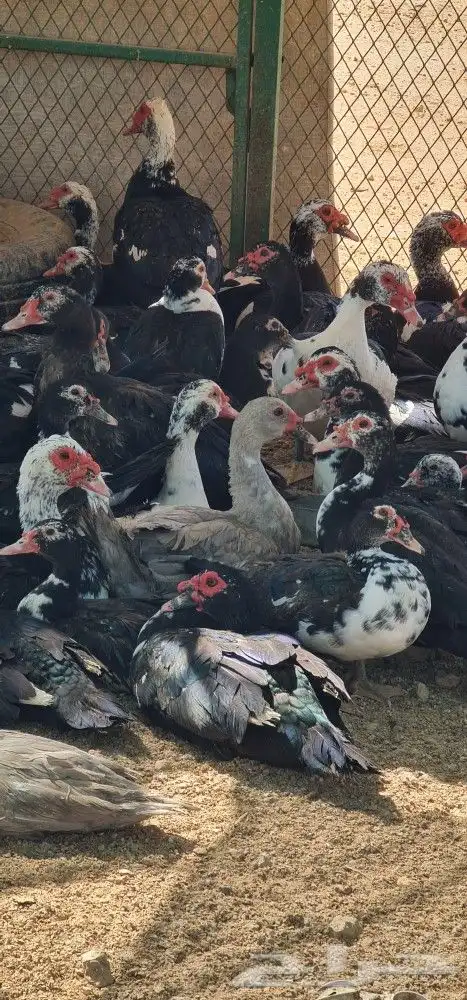 بط مصري العمر تقريبا تسع اشهر قريب ويبيض ان شاء الله 0