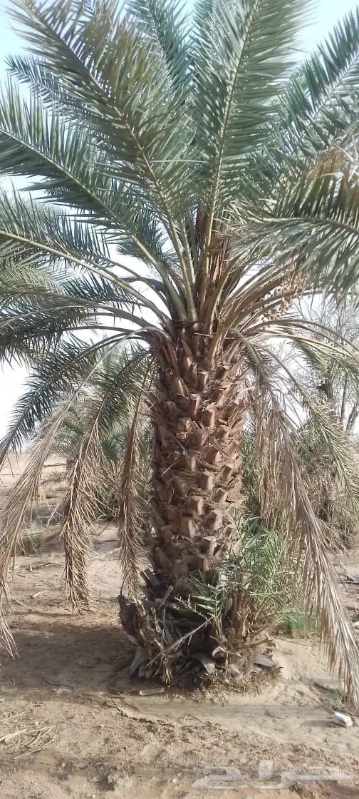 مزراع الغاط المجمعه الزلفي سدير شقراء اشيقر 6