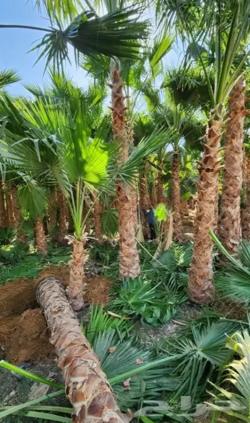 نخيل الأشجار العشب الطبيعي الزهور توريد وتنفيذ 11