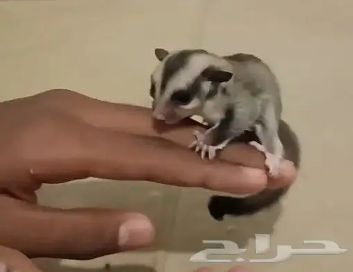 فرخين السنجاب الطائر ((( تم البيع ))) 9