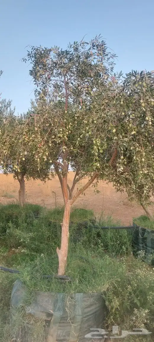 برتقال وليمون 2