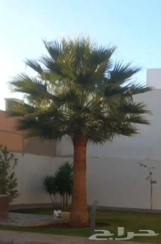 نخل واشنطني زينه واشنطن 6