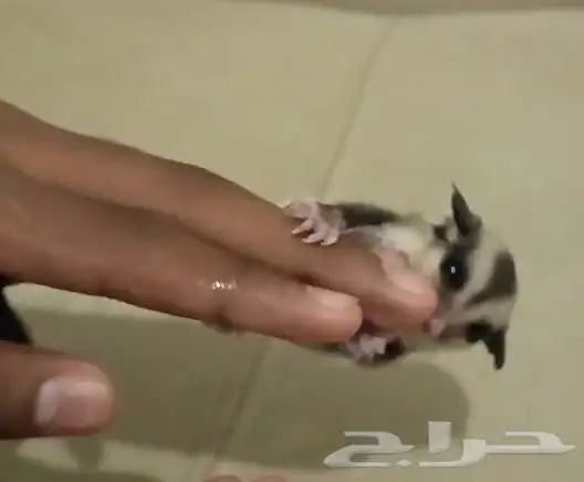 فرخين السنجاب الطائر ((( تم البيع ))) 6