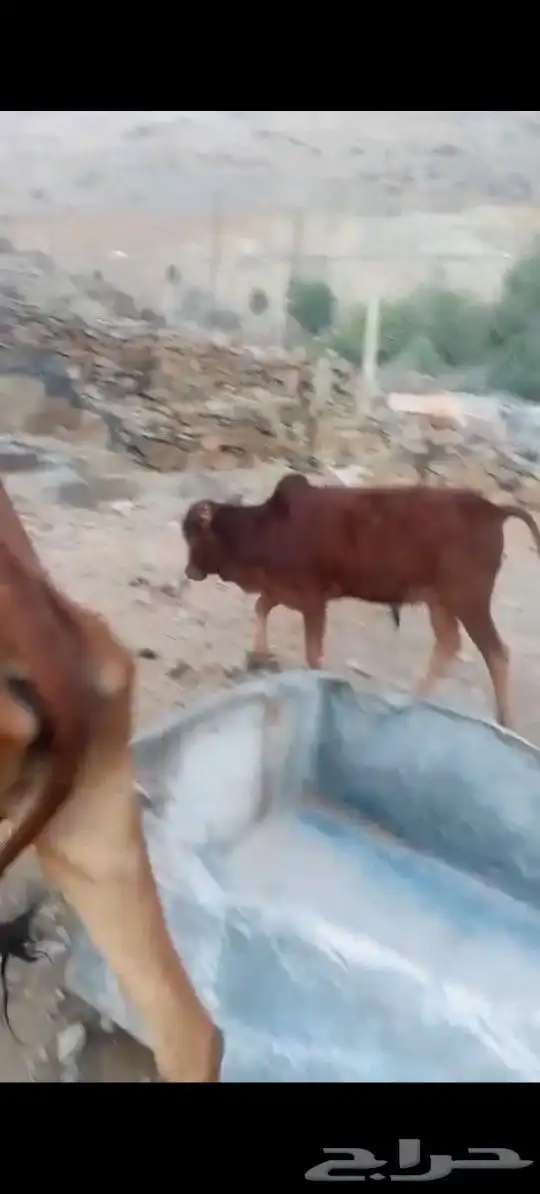 بقر بلدية مراح واحد عدد 35 0