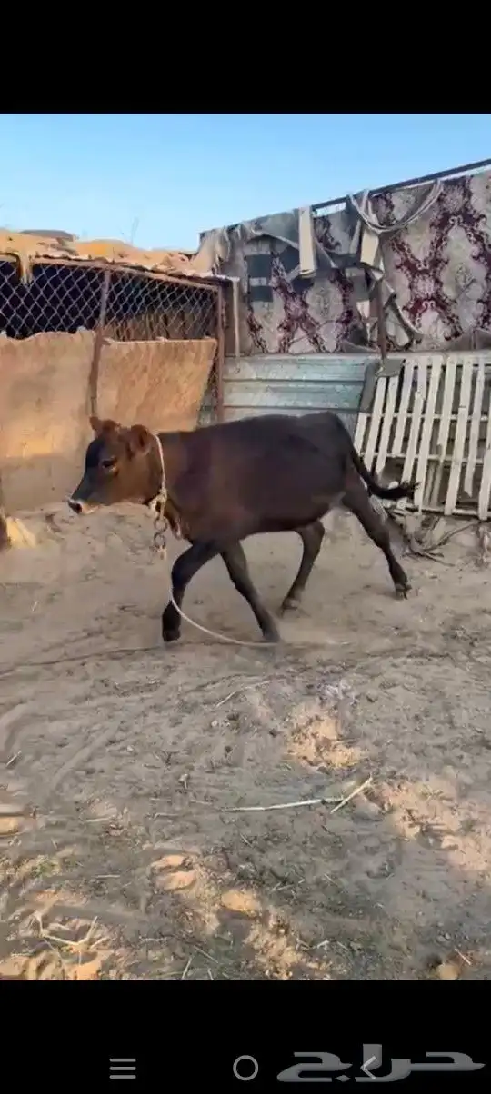 خط الرديف قريب من محطة اكسترا 1