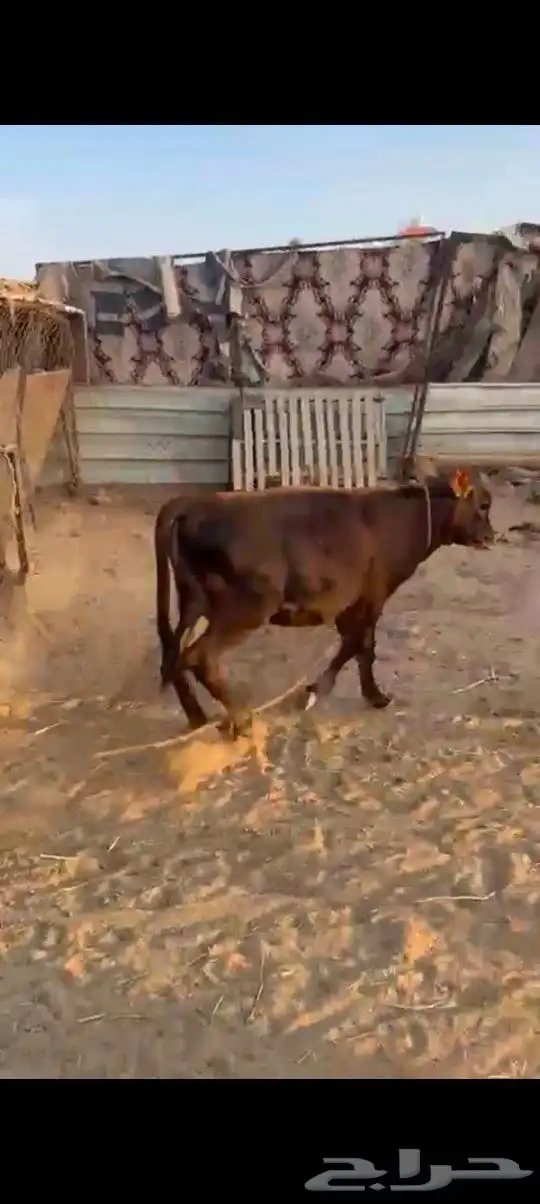 خط الرديف قريب من محطة اكسترا 0