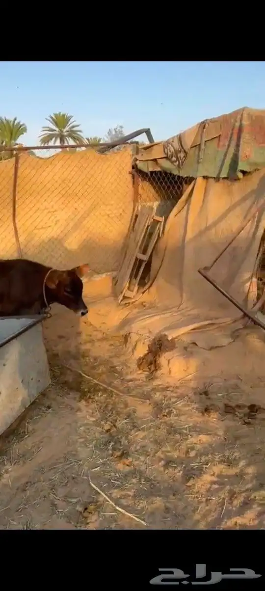 خط الرديف قريب من محطة اكسترا 8