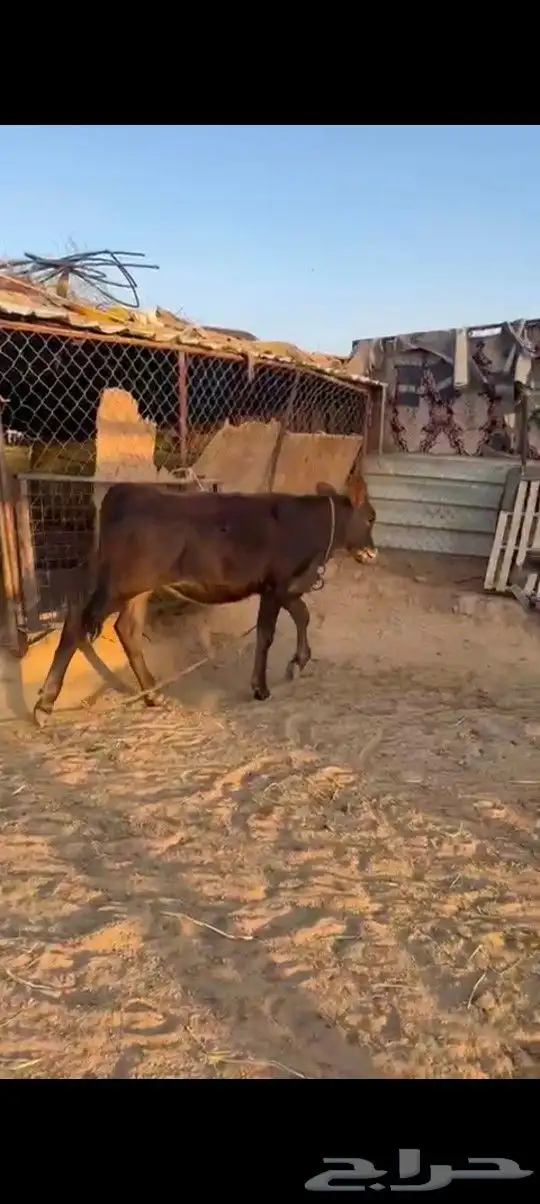 خط الرديف قريب من محطة اكسترا 2