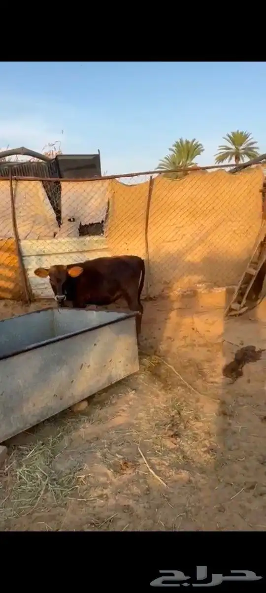 خط الرديف قريب من محطة اكسترا 5