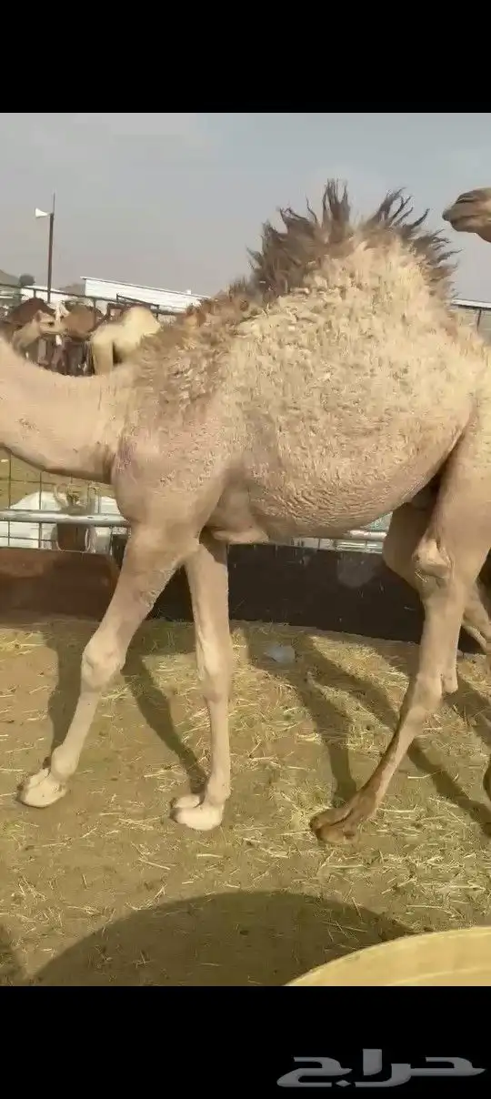 قعود بلدي كفو للبيع رقم اتواصل 0