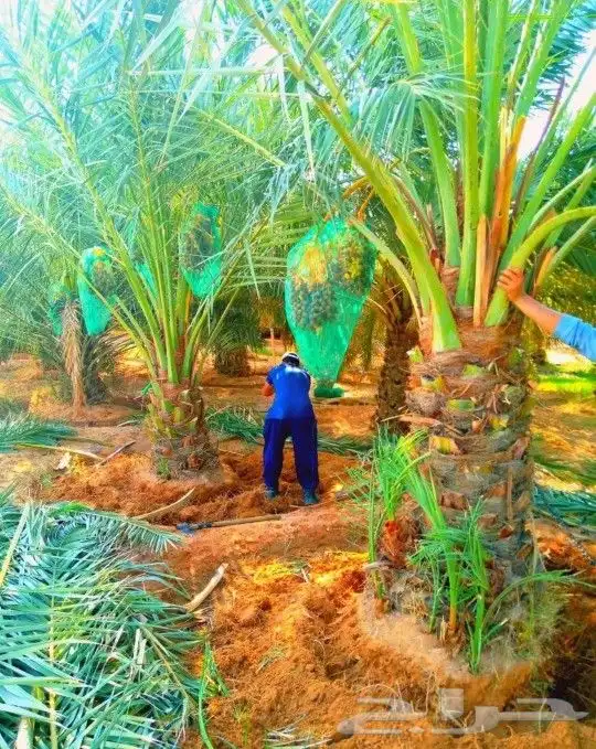 نخل نقايل مثمر جثايث واشنطني إخلاص سكري برحي صقعي شيشي مجدول 4