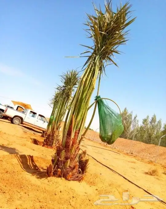 نخل نقايل مثمر جثايث واشنطني إخلاص سكري برحي صقعي شيشي مجدول 3