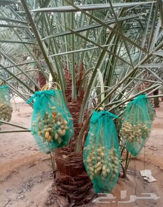 نخل نقايل مثمر جثايث واشنطني إخلاص سكري برحي صقعي شيشي مجدول 5