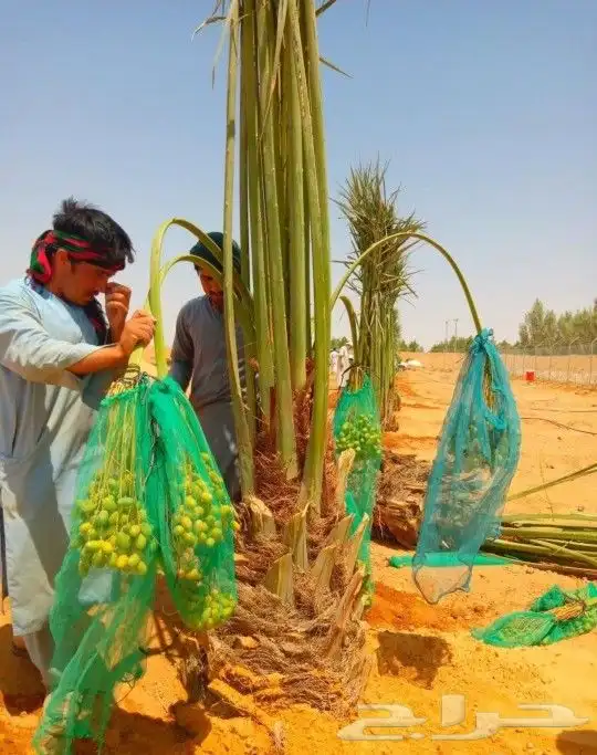 نخل نقايل مثمر جثايث واشنطني إخلاص سكري برحي صقعي شيشي مجدول 6